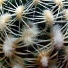 Pediocactus_ bradyi _SB470_ 09